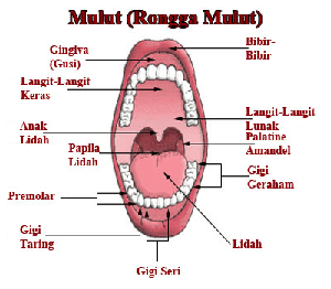Mengenal Anatomi, Struktur serta Fungsi bagian Mulut